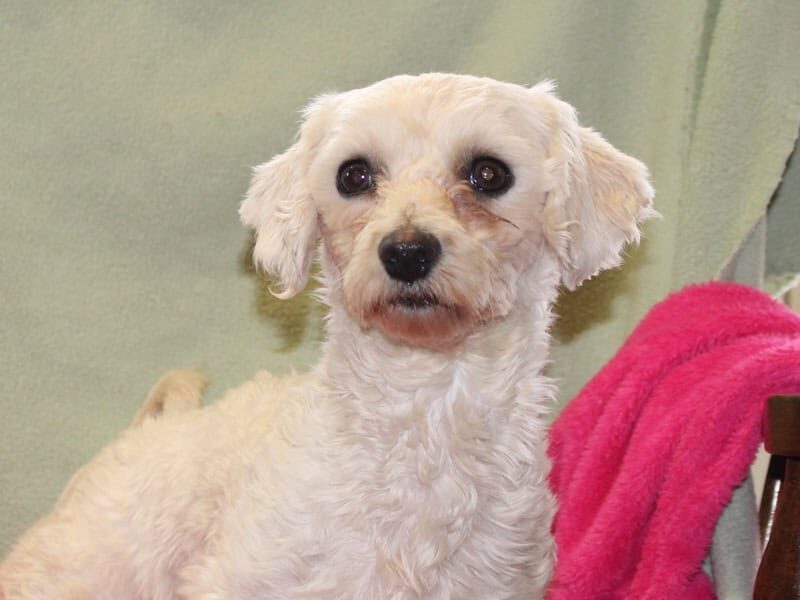 Tracie, our Bichon Frise dam in Indiana.