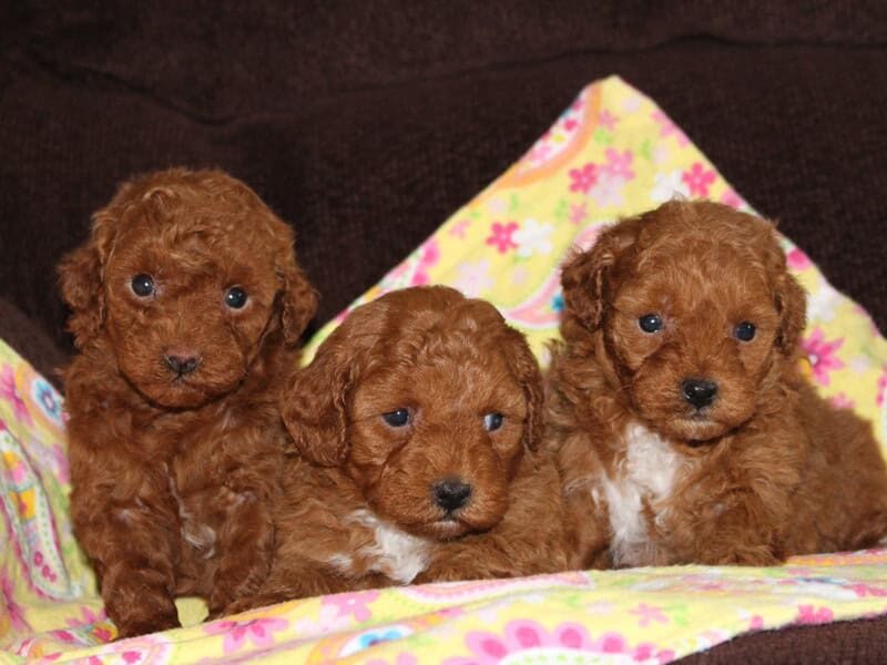 Ramsey-Kelly Mini Poodle image