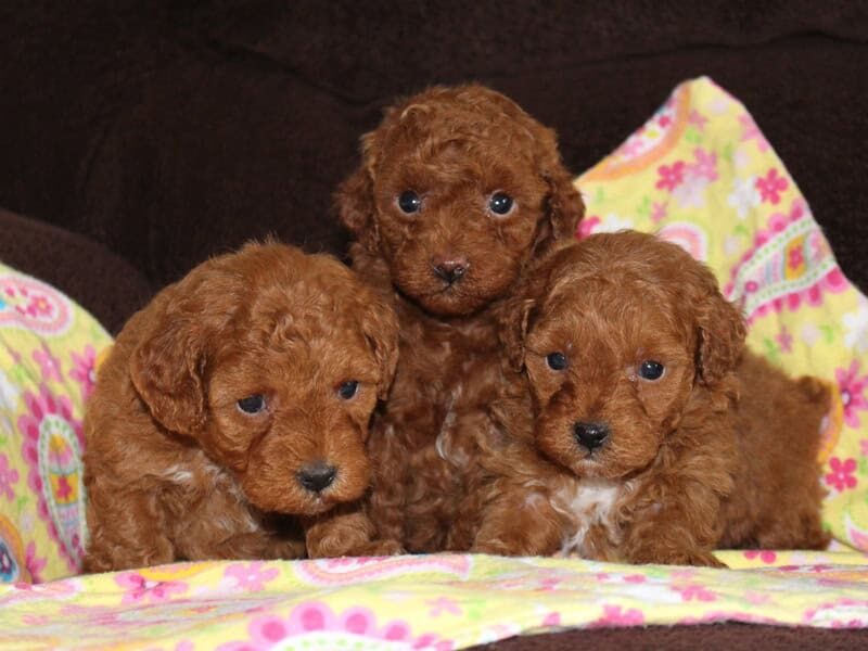 Ramsey-Kelly Mini Poodle image