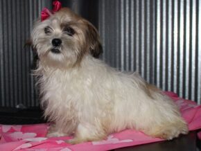 Photo of Chloe