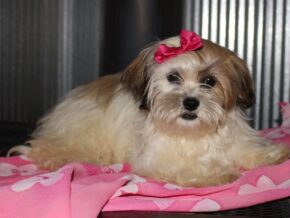 Photo of Chloe