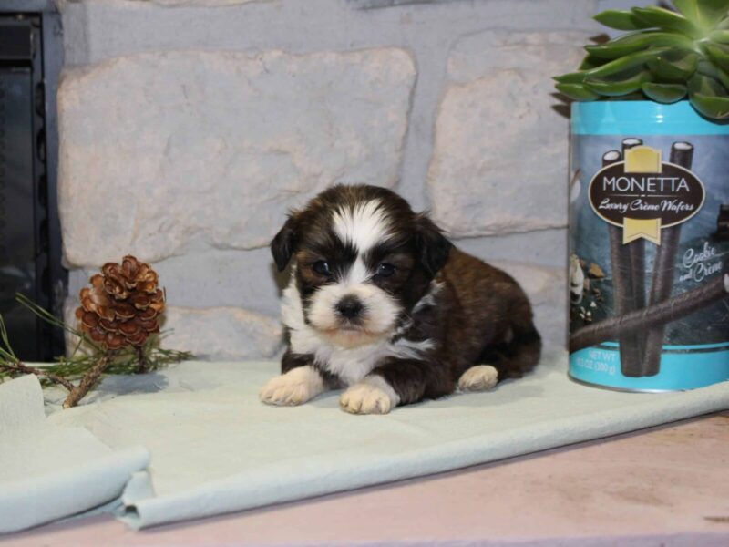 Carter, a white & brindle Shichon (Teddy Bear) puppy in Indiana.