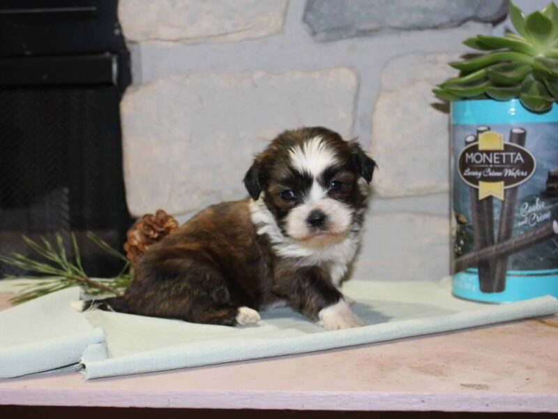 Carter, a white & brindle Shichon (Teddy Bear) puppy in Indiana.