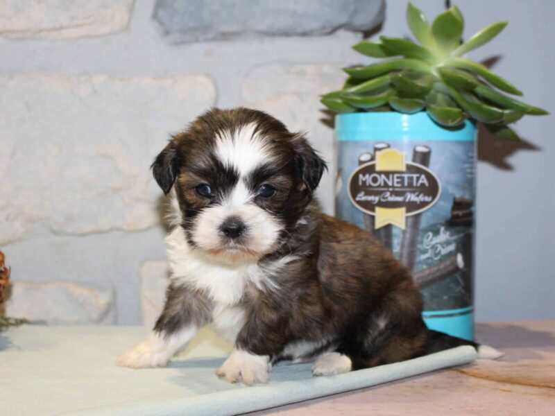 Carter, a white & brindle Shichon (Teddy Bear) puppy in Indiana.