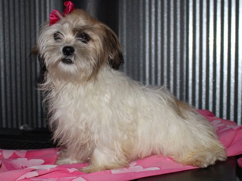 Chloe, a white & brindle Shichon (Teddy Bear) puppy in Indiana.