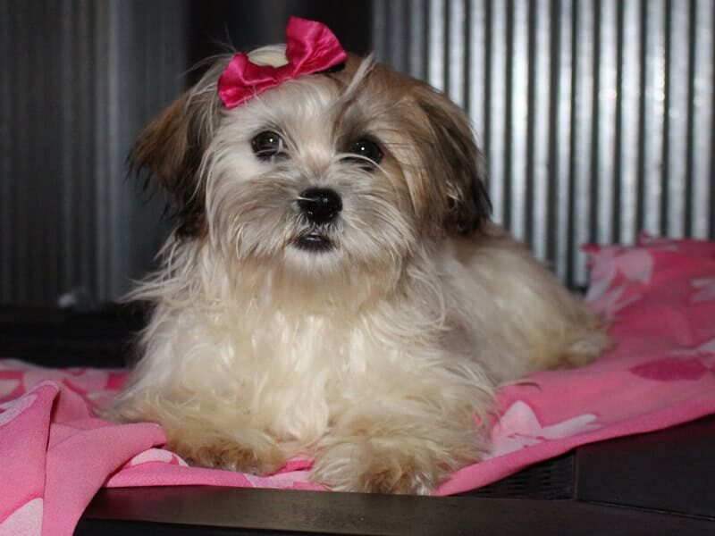 Chloe image