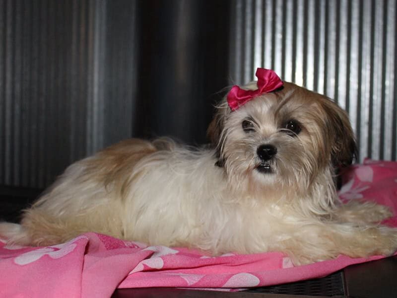 Chloe, a white & brindle Shichon (Teddy Bear) puppy in Indiana.