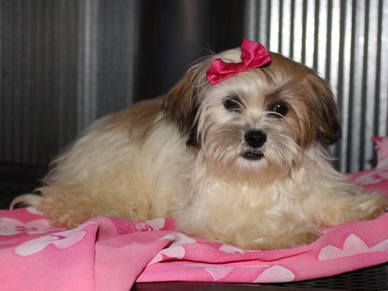 Chloe, a white & brindle Shichon (Teddy Bear) puppy in Indiana.