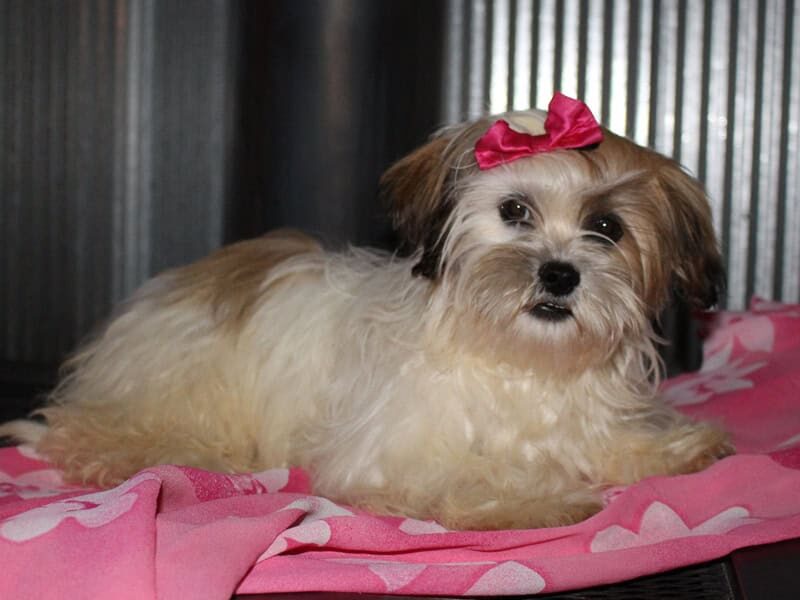 Chloe, a white & brindle Shichon (Teddy Bear) puppy in Indiana.