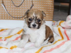Photo of Holly