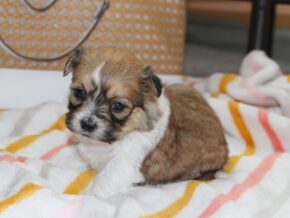 Photo of Holly