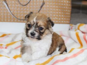 Photo of Holly