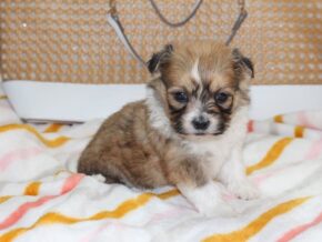 Photo of Holly