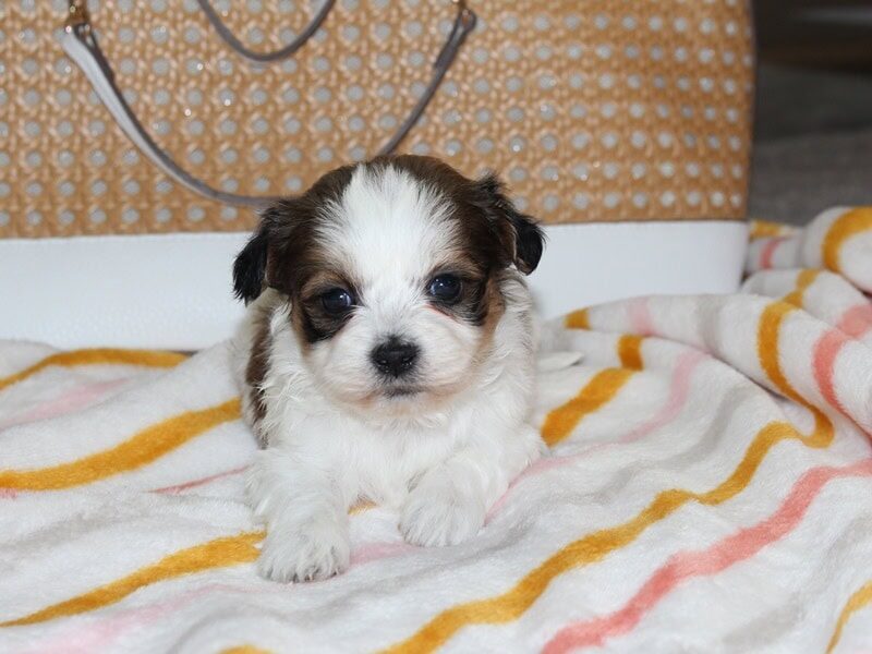 Haley, a tri-colored Shichon (Teddy Bear) puppy in Indiana.