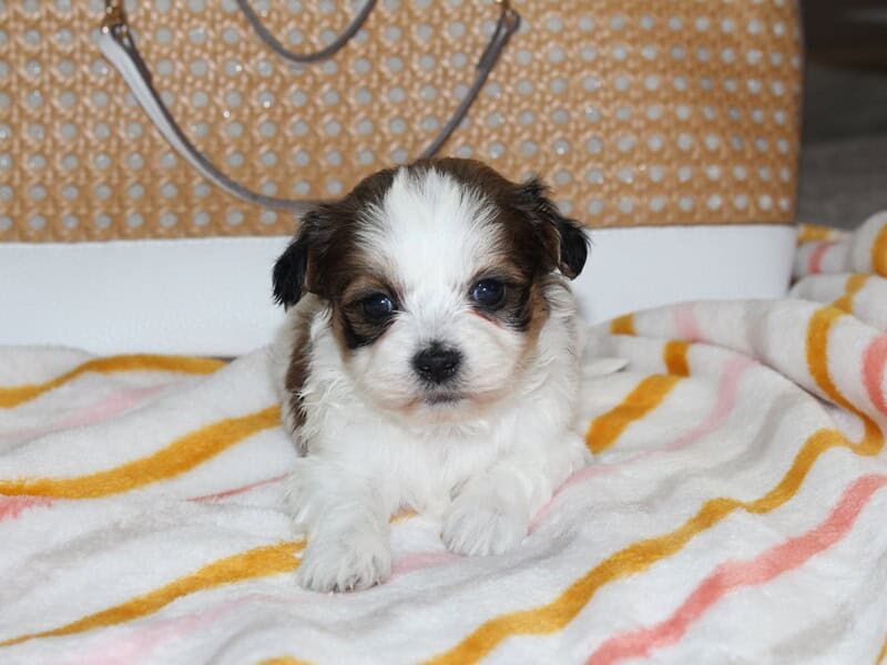 Haley, a tri-colored Shichon (Teddy Bear) puppy in Indiana.