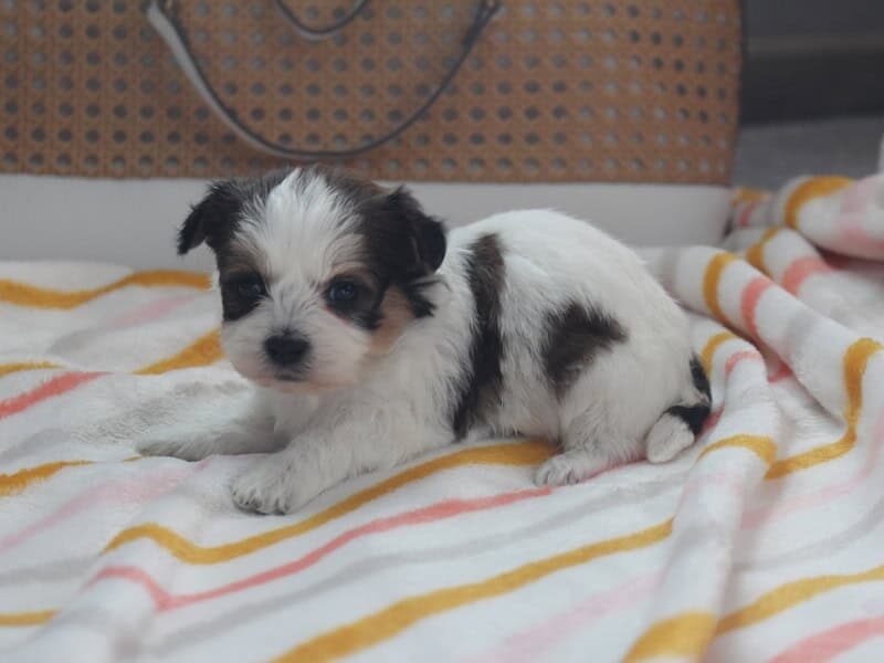 Haley, a tri-colored Shichon (Teddy Bear) puppy in Indiana.