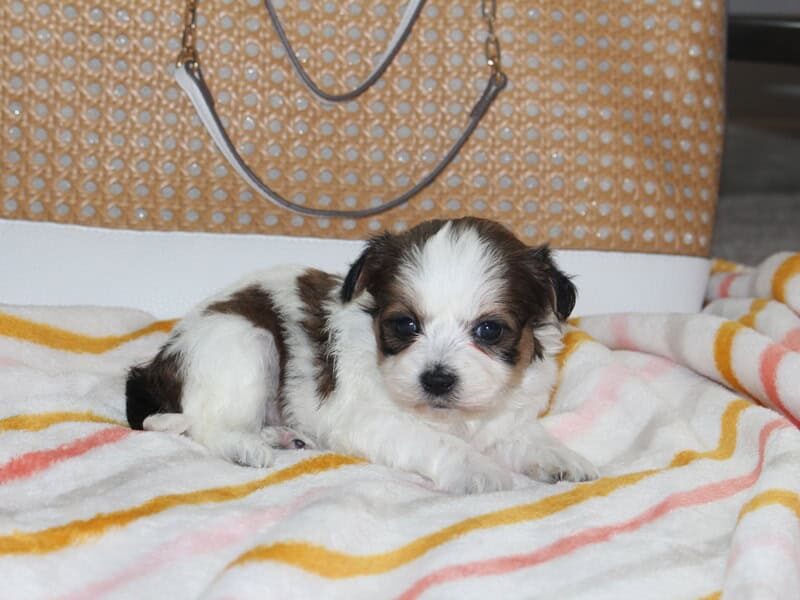 Haley, a tri-colored Shichon (Teddy Bear) puppy in Indiana.