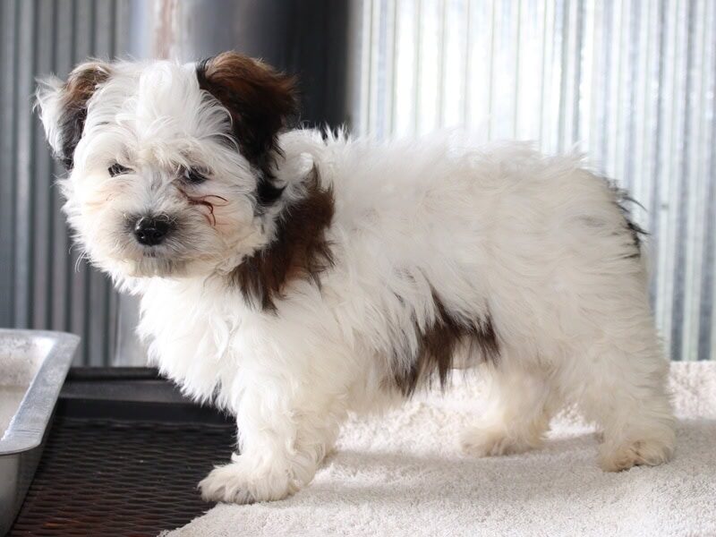 Hollis, a black & white Shichon (Teddy Bear) puppy in Indiana.