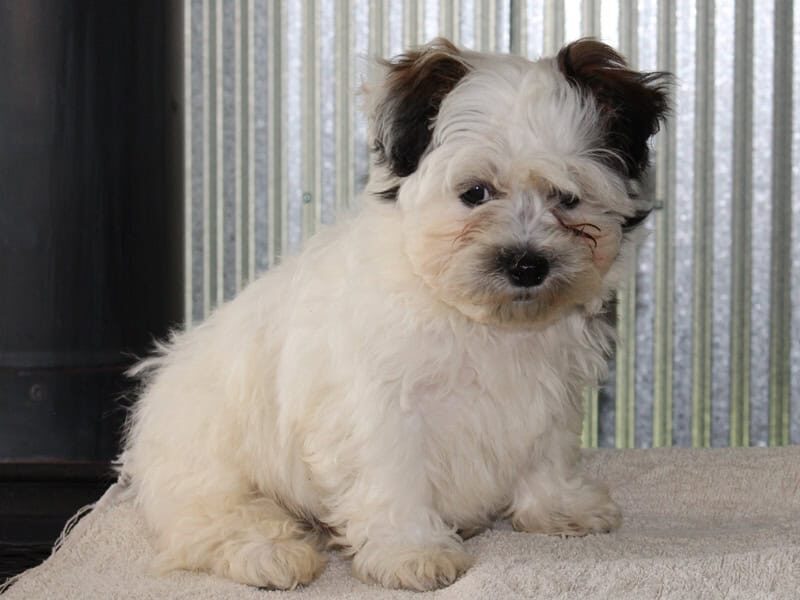 Hollis, a black & white Shichon (Teddy Bear) puppy in Indiana.