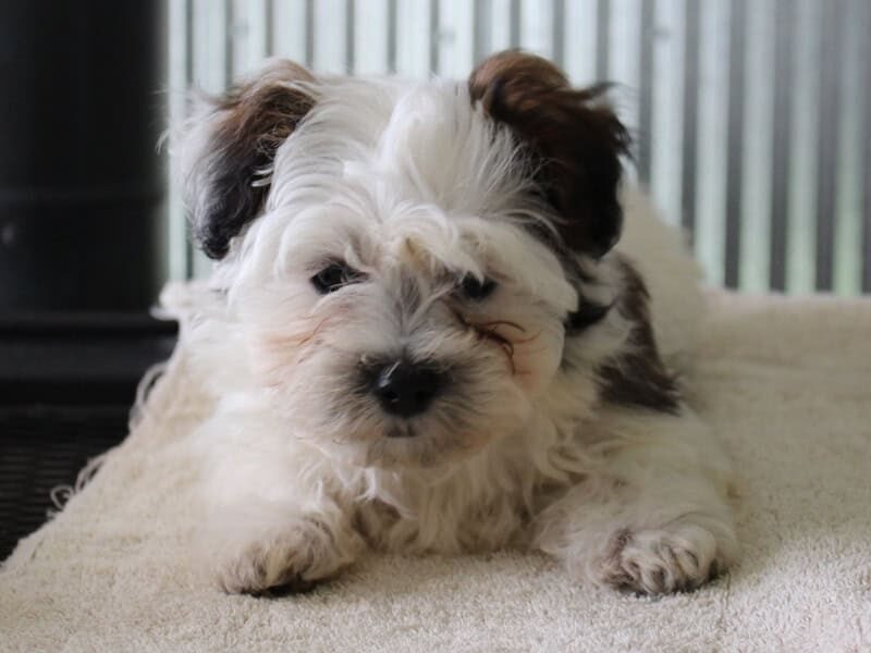 Hollis, a black & white Shichon (Teddy Bear) puppy in Indiana.