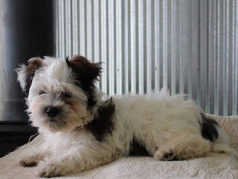 Hollis, a black & white Shichon (Teddy Bear) puppy in Indiana.