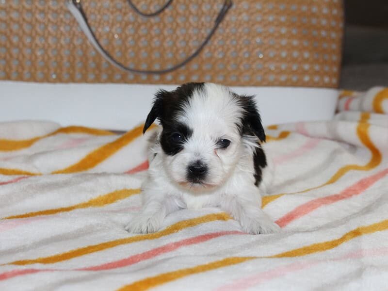 Hope, a black & white Shichon (Teddy Bear) puppy in Indiana.