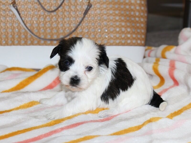 Hope, a black & white Shichon (Teddy Bear) puppy in Indiana.