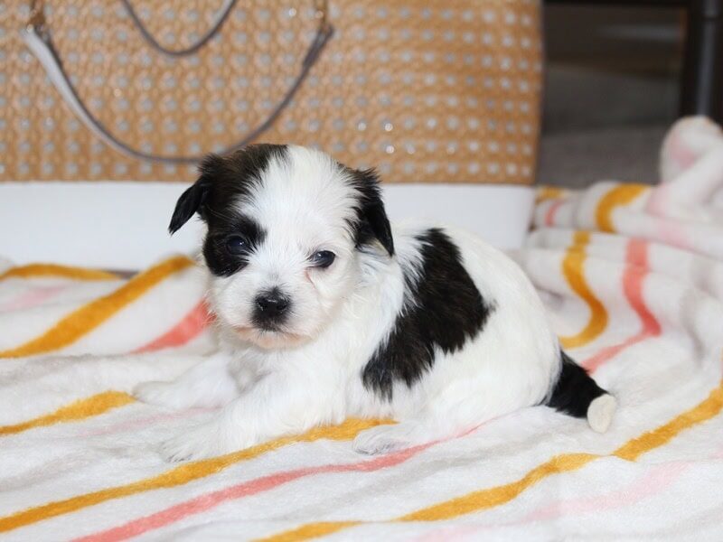 Hope, a black & white Shichon (Teddy Bear) puppy in Indiana.