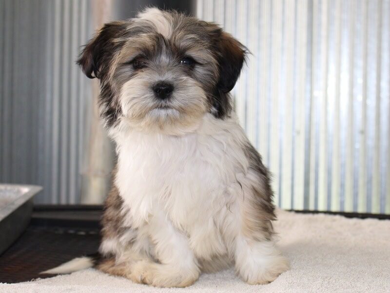 Hudson, a black brindle Shichon (Teddy Bear) puppy in Indiana.