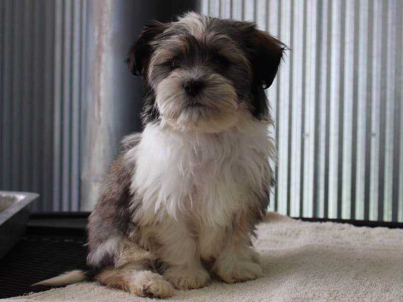 Hudson, a black brindle Shichon (Teddy Bear) puppy in Indiana.