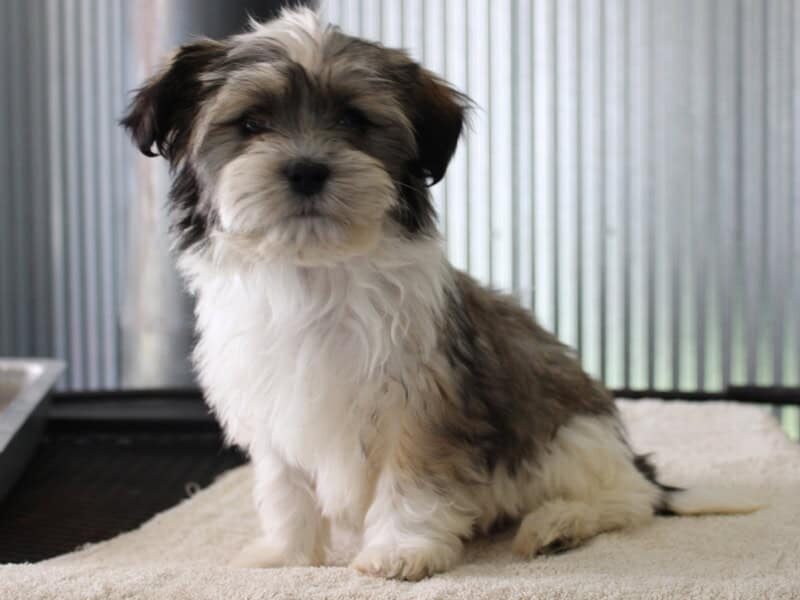 Hudson, a black brindle Shichon (Teddy Bear) puppy in Indiana.