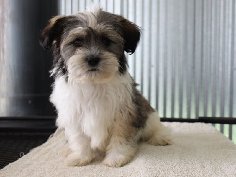 Hudson, a black brindle Shichon (Teddy Bear) puppy in Indiana.