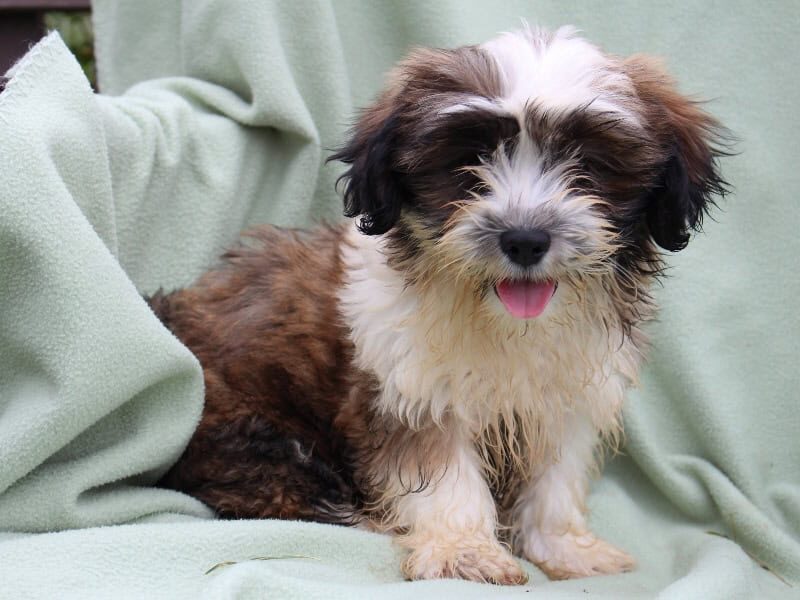 Scott, a white & brindle Shichon (Teddy Bear) puppy in Indiana.