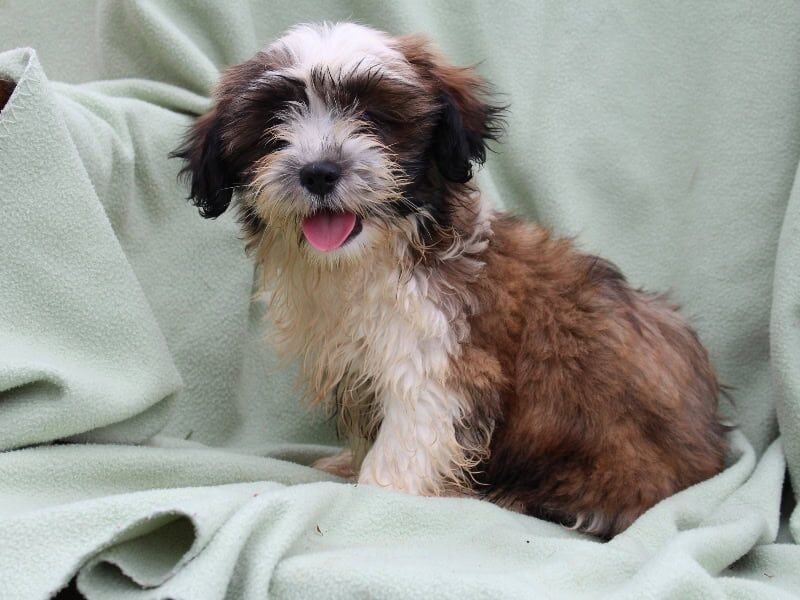 Scott, a white & brindle Shichon (Teddy Bear) puppy in Indiana.