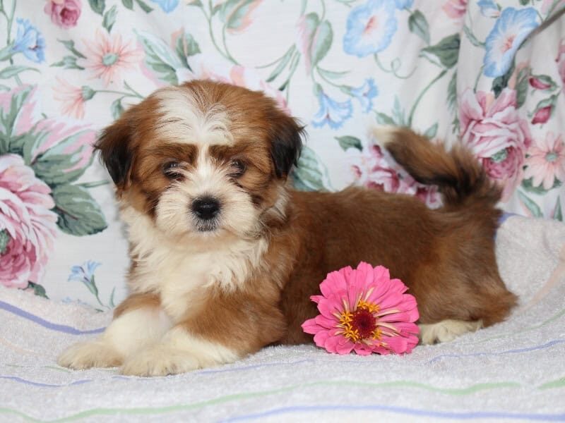 Selesta, a tri-colored Shichon (Teddy Bear) puppy in Indiana.