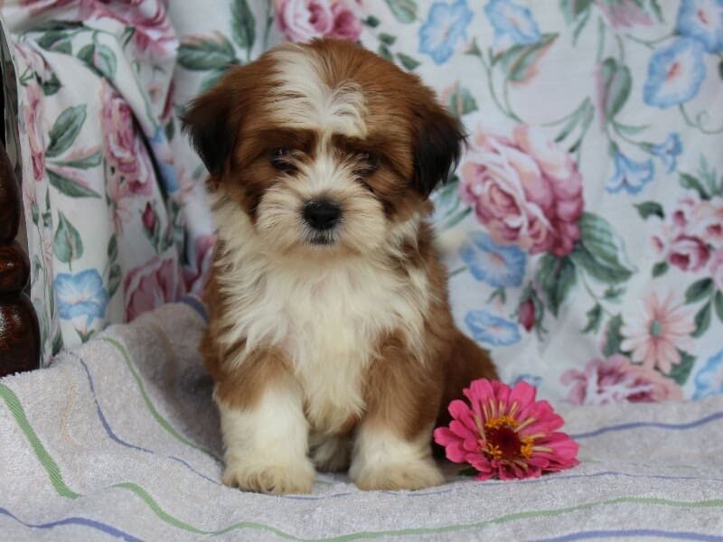 Selesta, a tri-colored Shichon (Teddy Bear) puppy in Indiana.