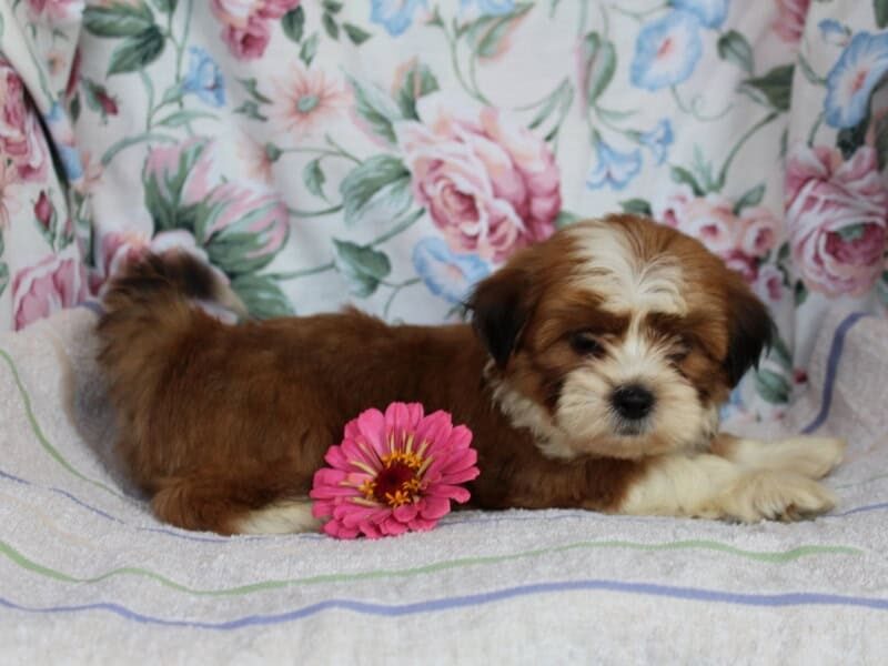 Selesta, a tri-colored Shichon (Teddy Bear) puppy in Indiana.