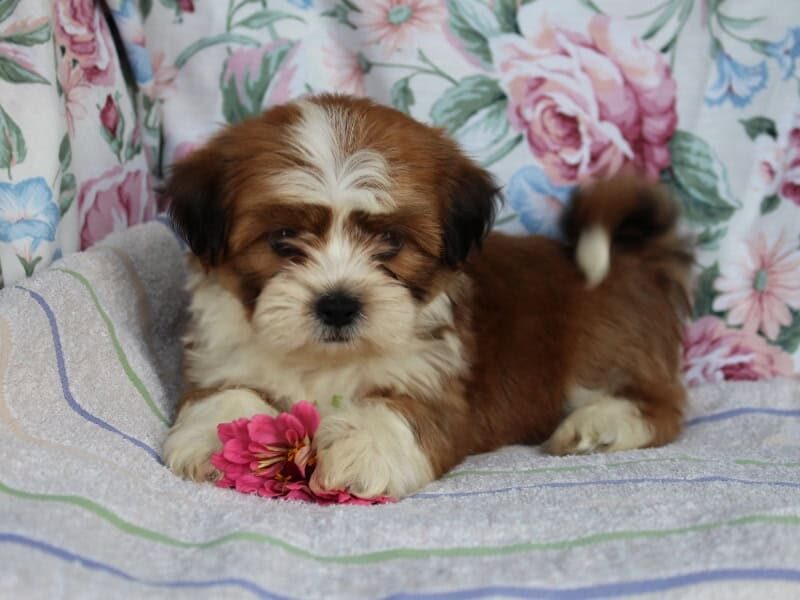 Selesta, a tri-colored Shichon (Teddy Bear) puppy in Indiana.