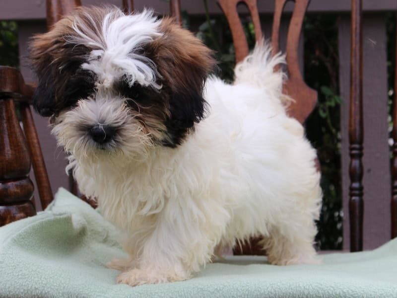 Serenity, a tri-colored Shichon (Teddy Bear) puppy in Indiana.