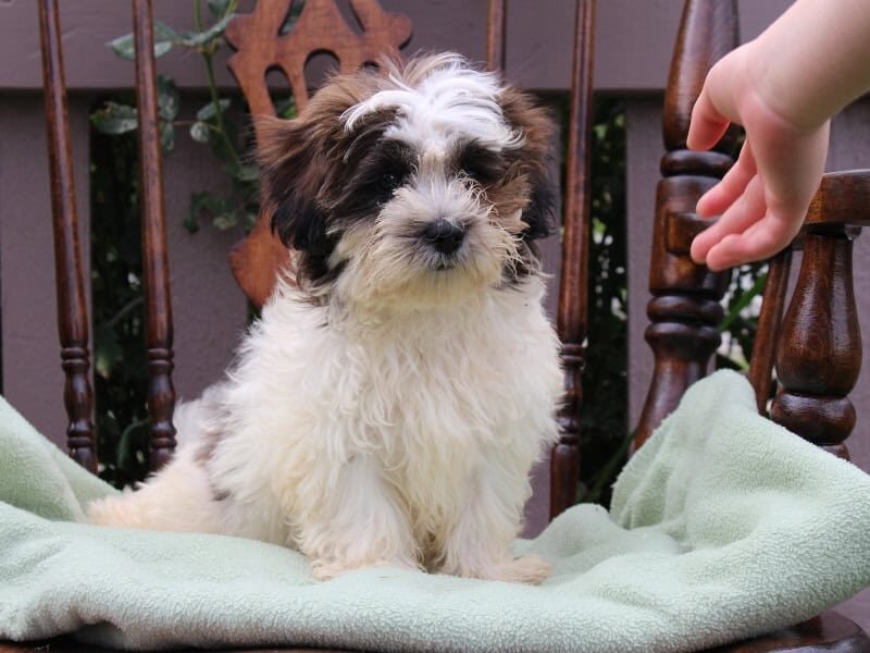 Serenity, a tri-colored Shichon (Teddy Bear) puppy in Indiana.