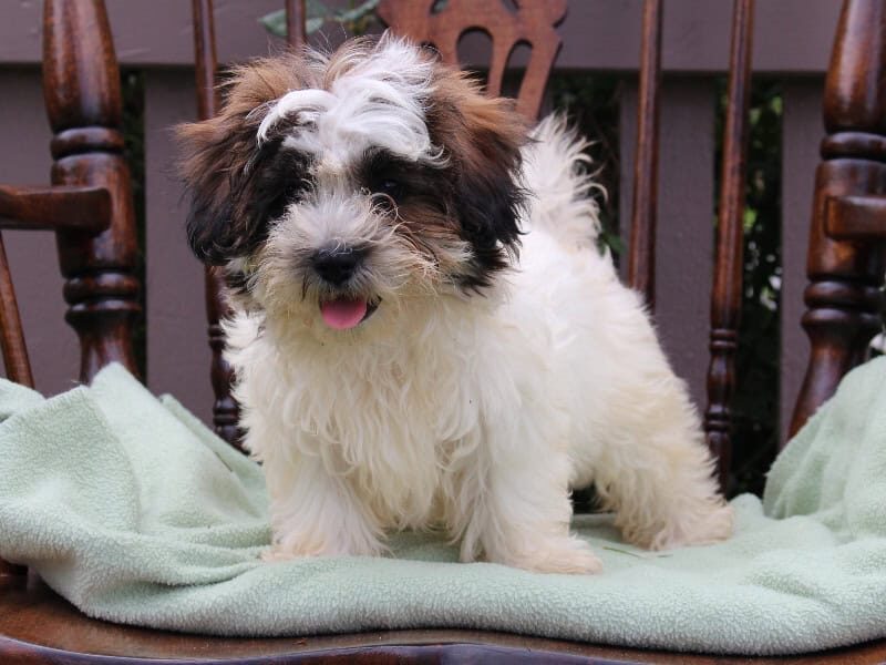 Serenity, a tri-colored Shichon (Teddy Bear) puppy in Indiana.