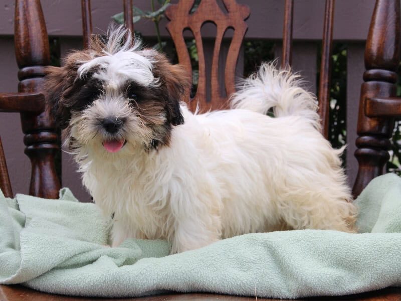 Serenity, a tri-colored Shichon (Teddy Bear) puppy in Indiana.