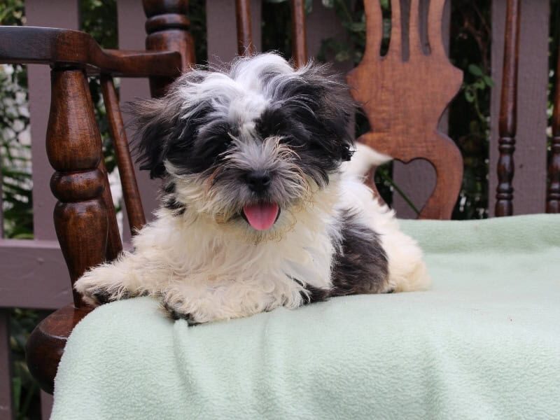 Sierra, a black & white Shichon (Teddy Bear) puppy in Indiana.