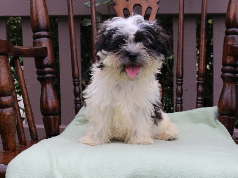Sierra, a black & white Shichon (Teddy Bear) puppy in Indiana.