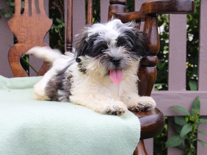 Sierra, a black & white Shichon (Teddy Bear) puppy in Indiana.