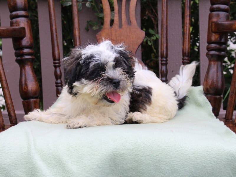 Sierra, a black & white Shichon (Teddy Bear) puppy in Indiana.