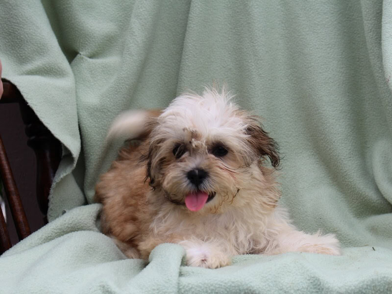 Sunflower, a tri-colored Shichon (Teddy Bear) puppy in Indiana.