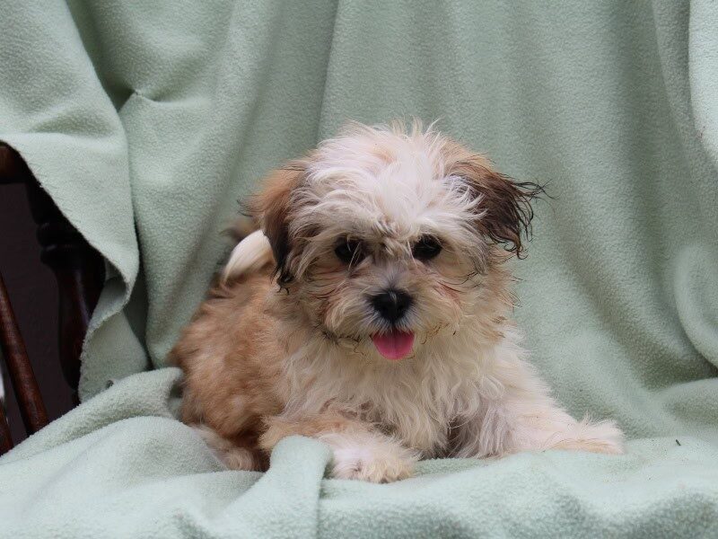 Sunflower, a tri-colored Shichon (Teddy Bear) puppy in Indiana.