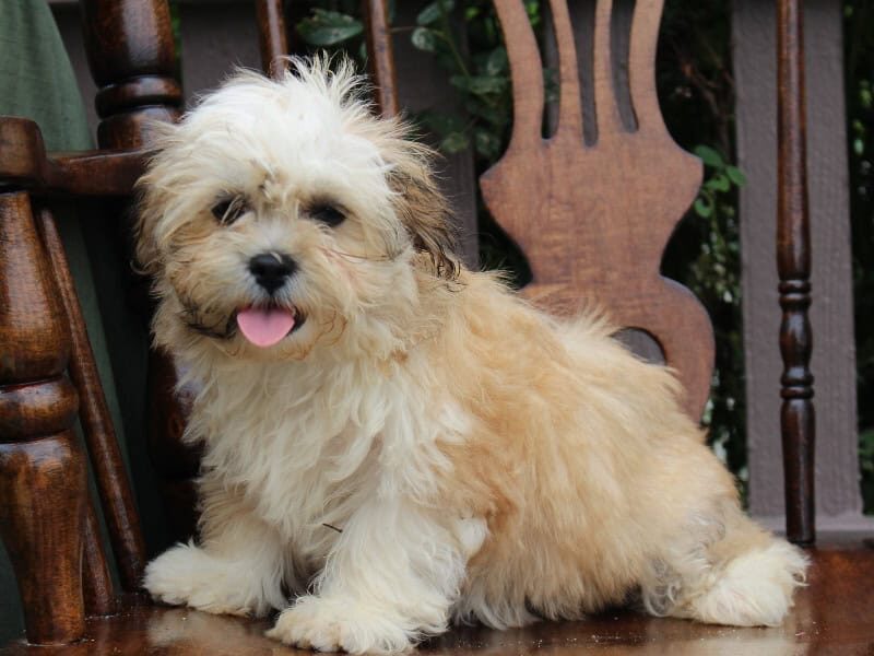 Sunflower, a tri-colored Shichon (Teddy Bear) puppy in Indiana.