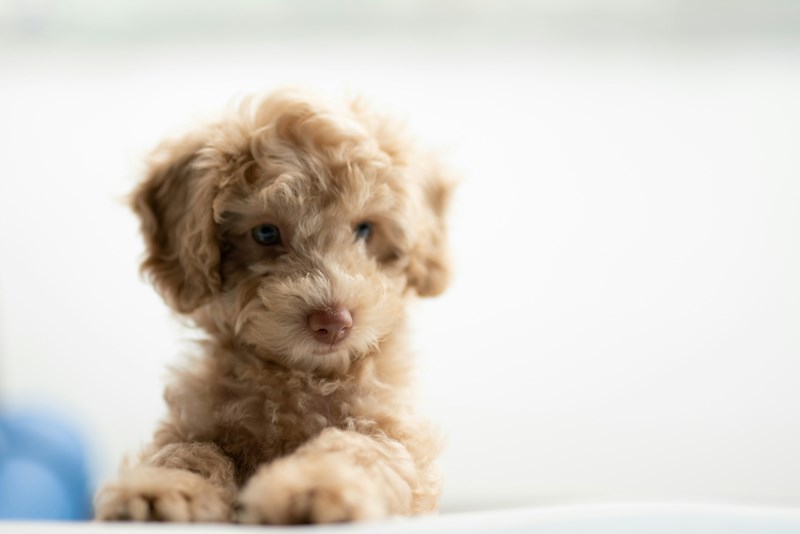 Adorable Mini Poodle Puppies For Sale – Find Your Perfect Companion